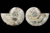 Cut & Polished Ammonite Fossil - Agatized #91180-1